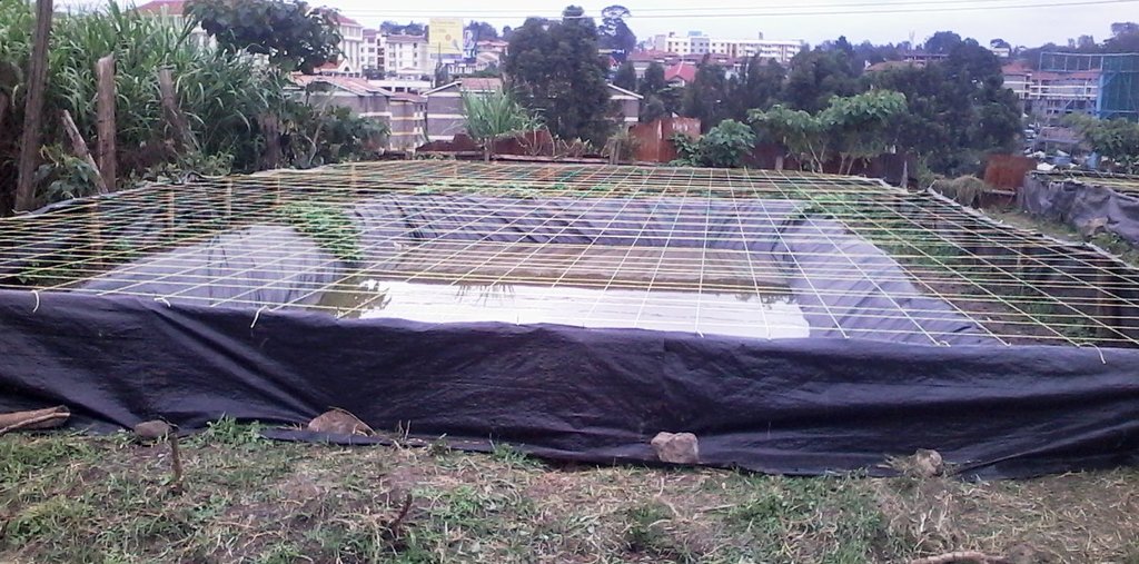 Fish pond at Langata Prisons farm, Nairobi. By Laban Robert.jpg